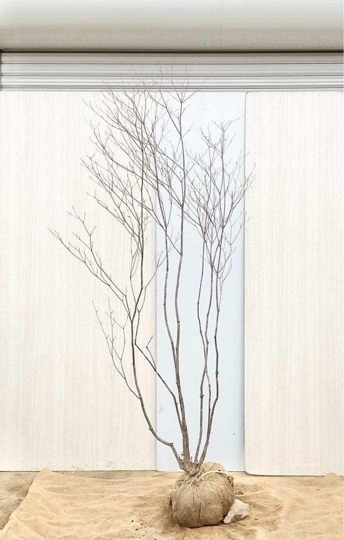 Oさん専用 山採り アブラツツジ　/7