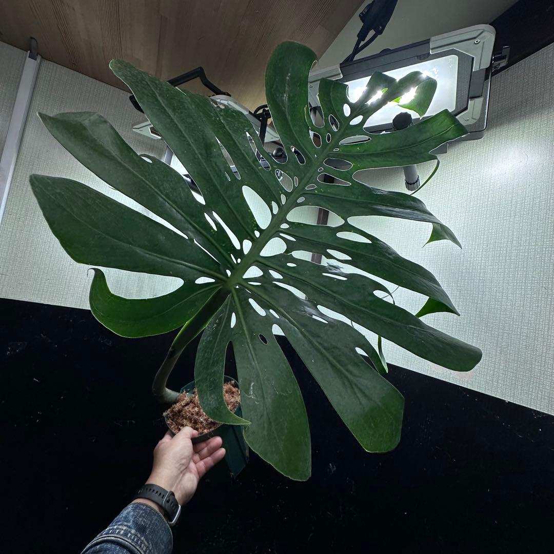 モンステラデリシオーサマクロコズム超希少系統鉢植え76㎝