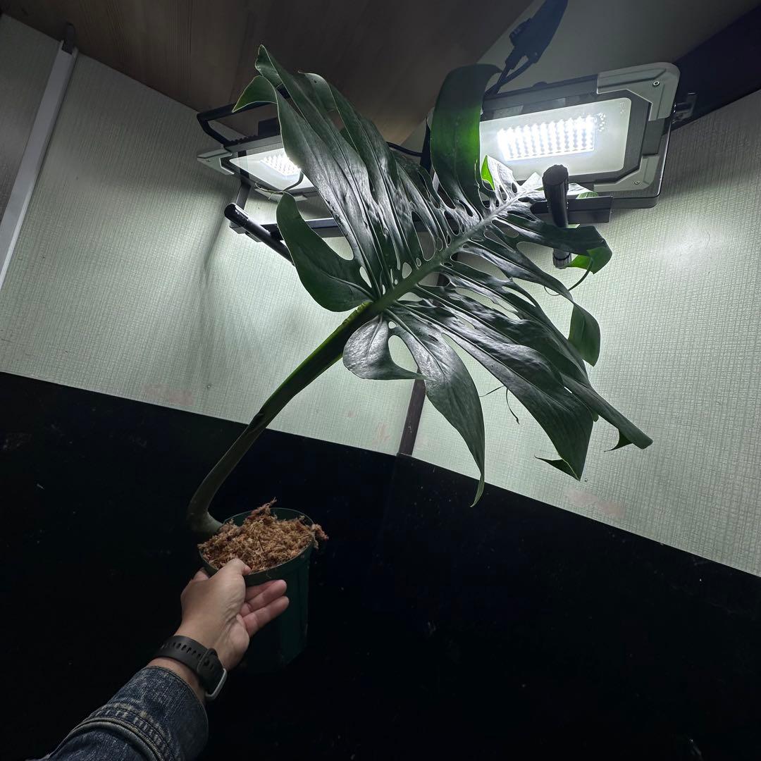 モンステラデリシオーサマクロコズム超希少系統鉢植え76㎝