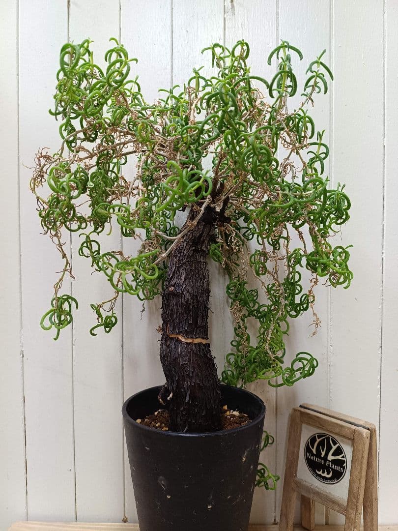 F023超希少種発根済み メストクレマ ツベローサム 養生株