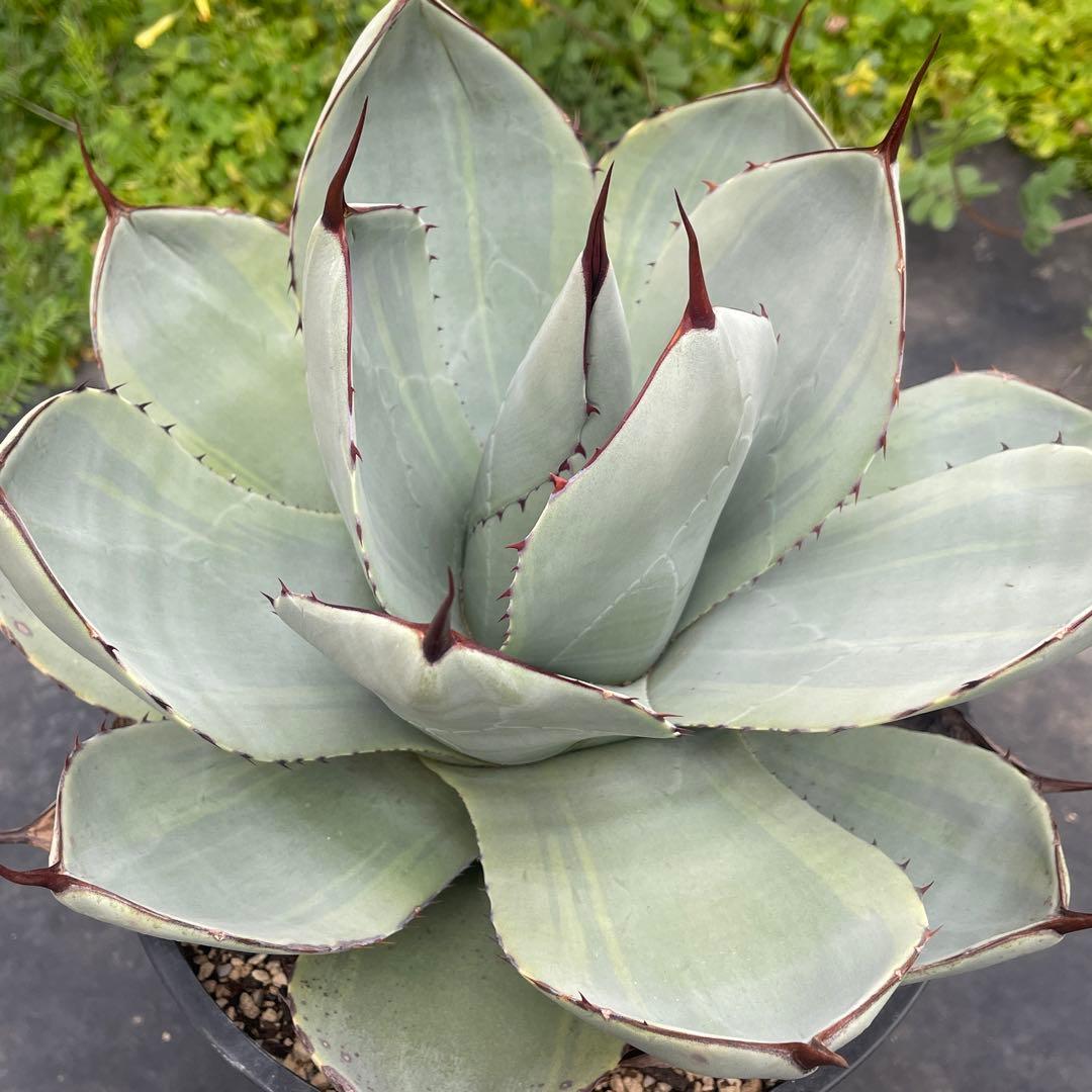 アガベ トランカータ錦 トリカラー ② 斑入り