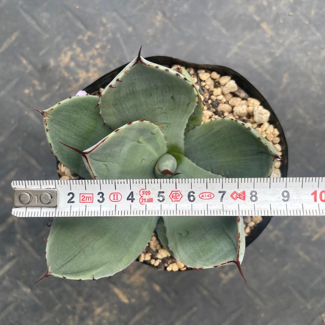 アガベ トランカータ錦 トリカラー ② 斑入り