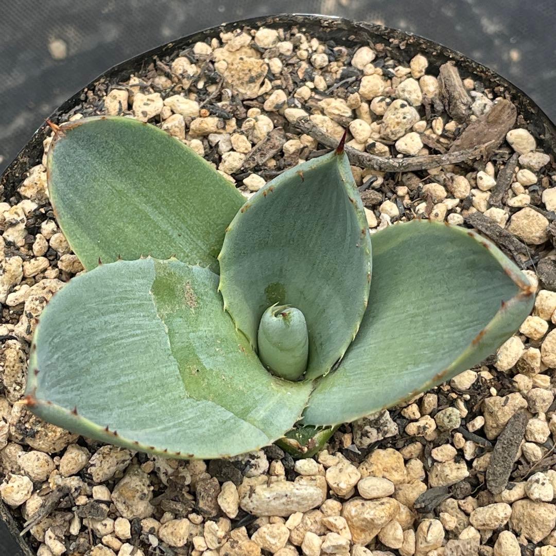 アガベ トランカータ錦 トリカラー ② 斑入り