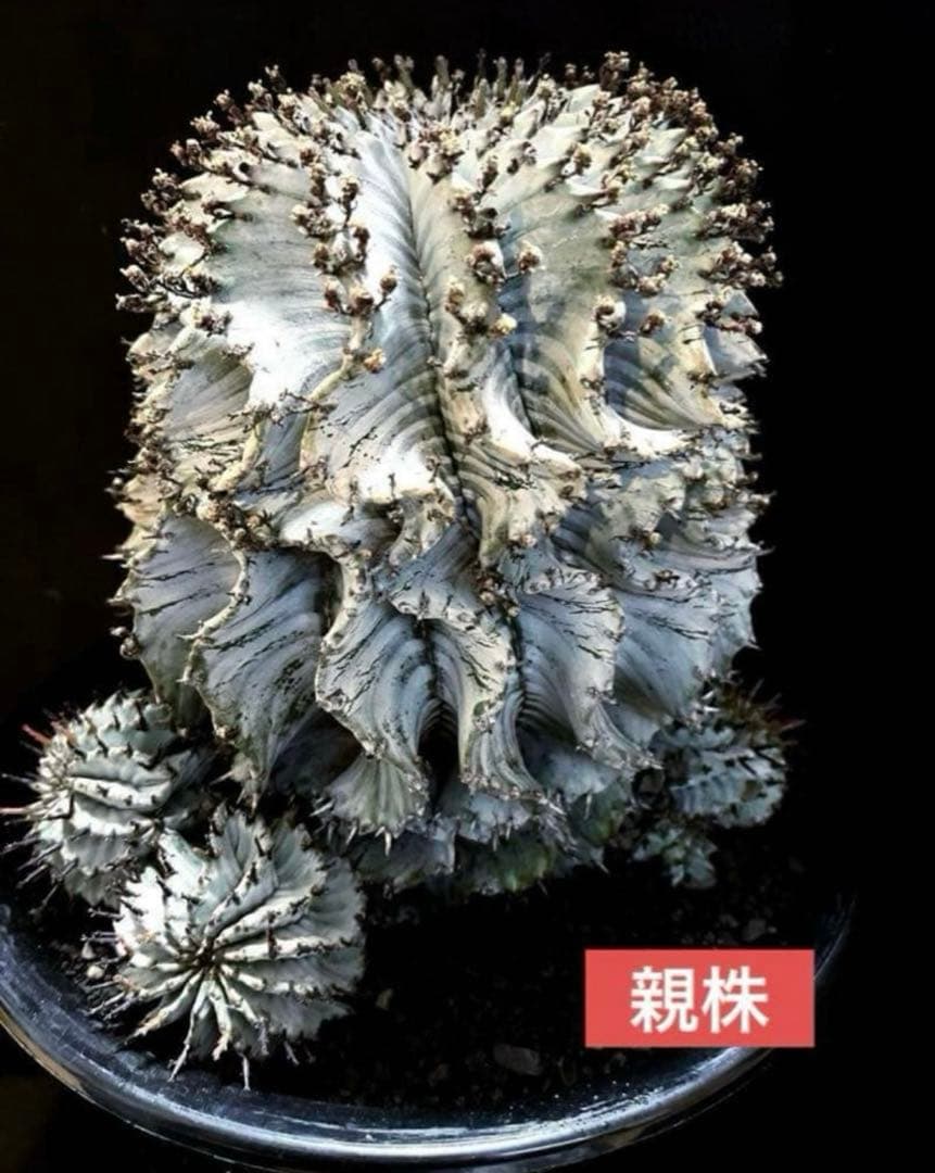 ユーフォルビアホリダ 関上No.1ゼブラホリダ純血統 S胴太B 大サイズ