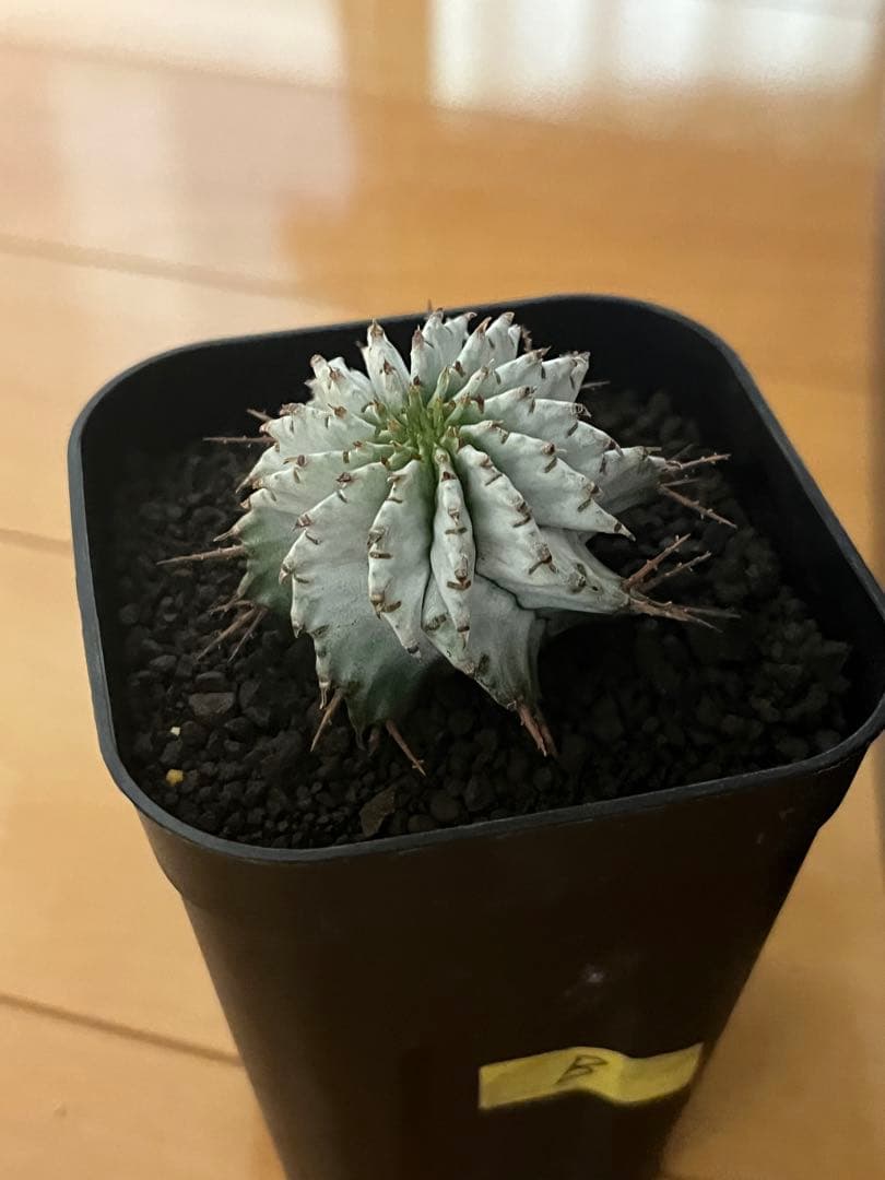 ユーフォルビアホリダ 関上No.1ゼブラホリダ純血統 S胴太B 大サイズ