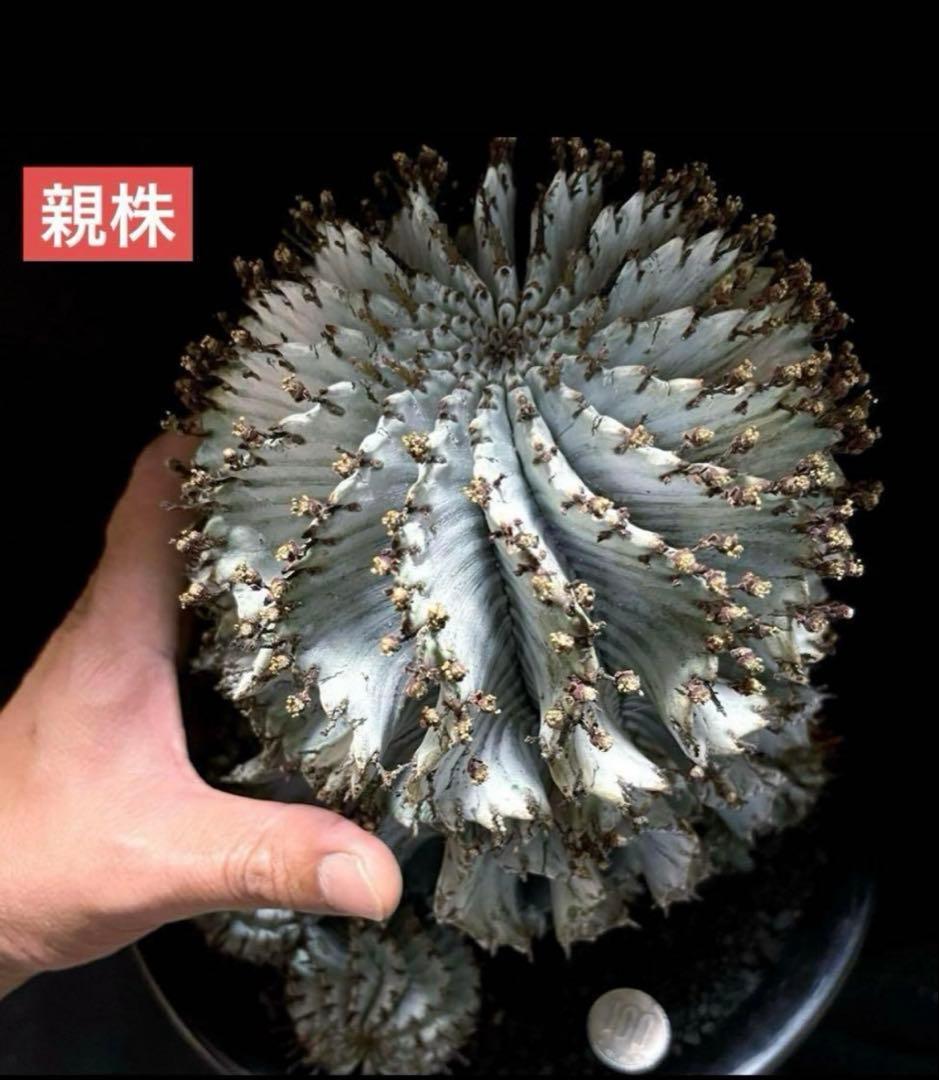ユーフォルビアホリダ 関上No.1ゼブラホリダ純血統 S胴太B 大サイズ