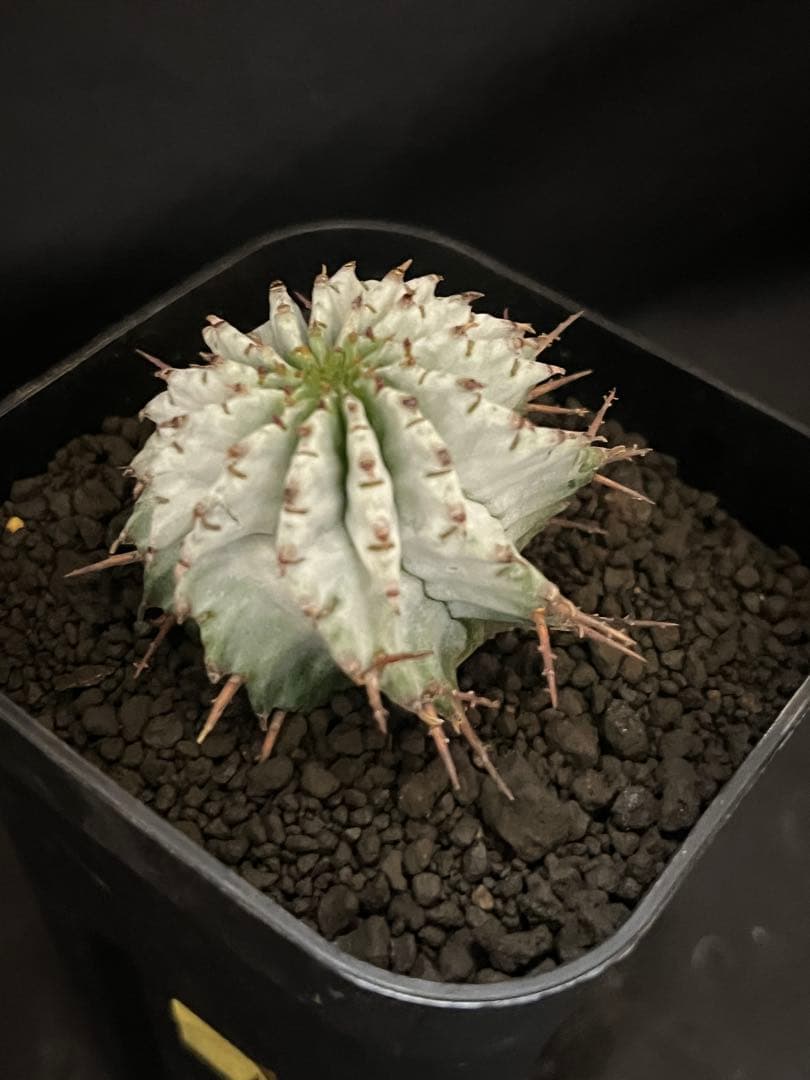 ユーフォルビアホリダ 関上No.1ゼブラホリダ純血統 S胴太B 大サイズ