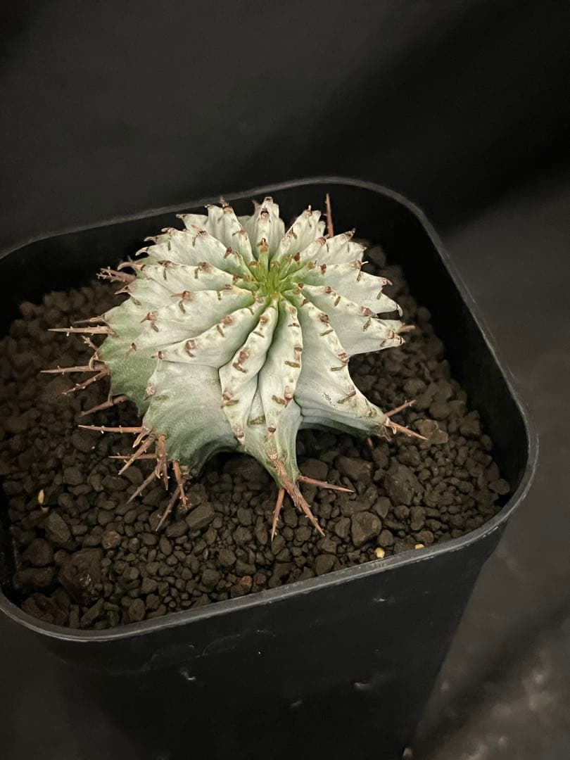 ユーフォルビアホリダ 関上No.1ゼブラホリダ純血統 S胴太B 大サイズ