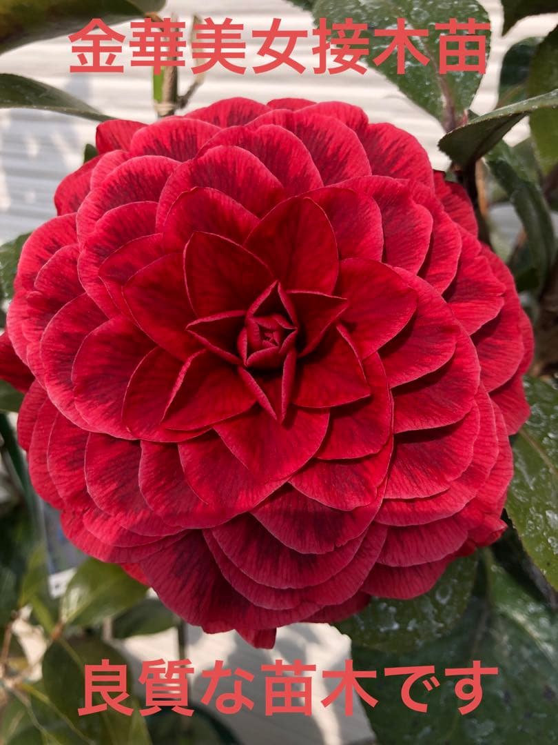 金華美女　椿　接木苗　鉢底約70cm