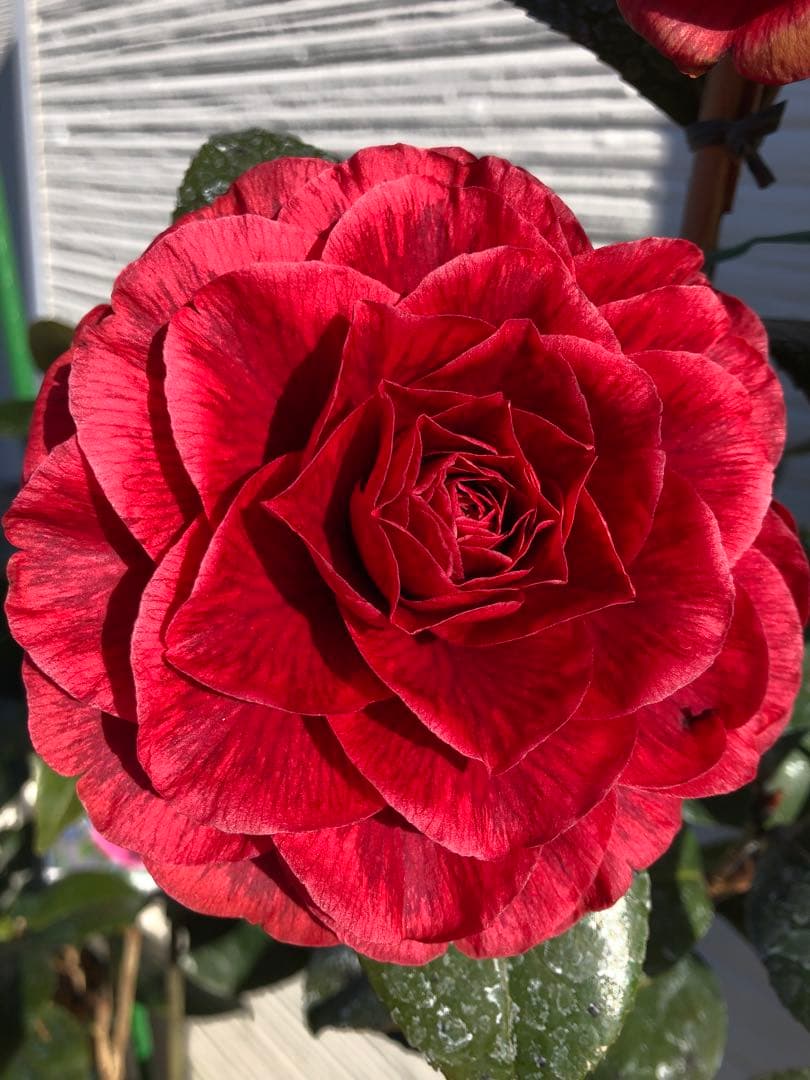 金華美女　椿　接木苗　鉢底約70cm