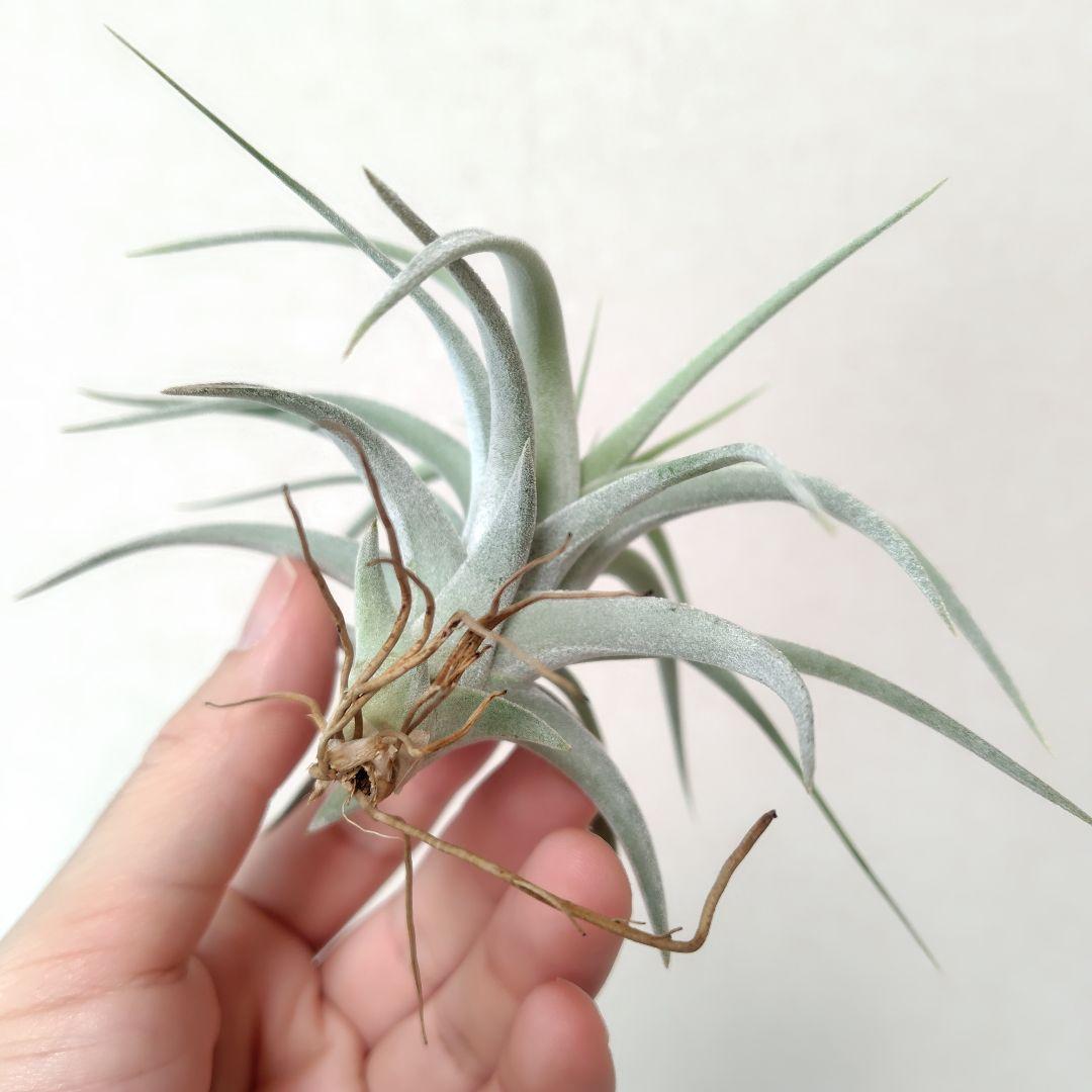 チランジア エーレルシアナ × チアペンシス