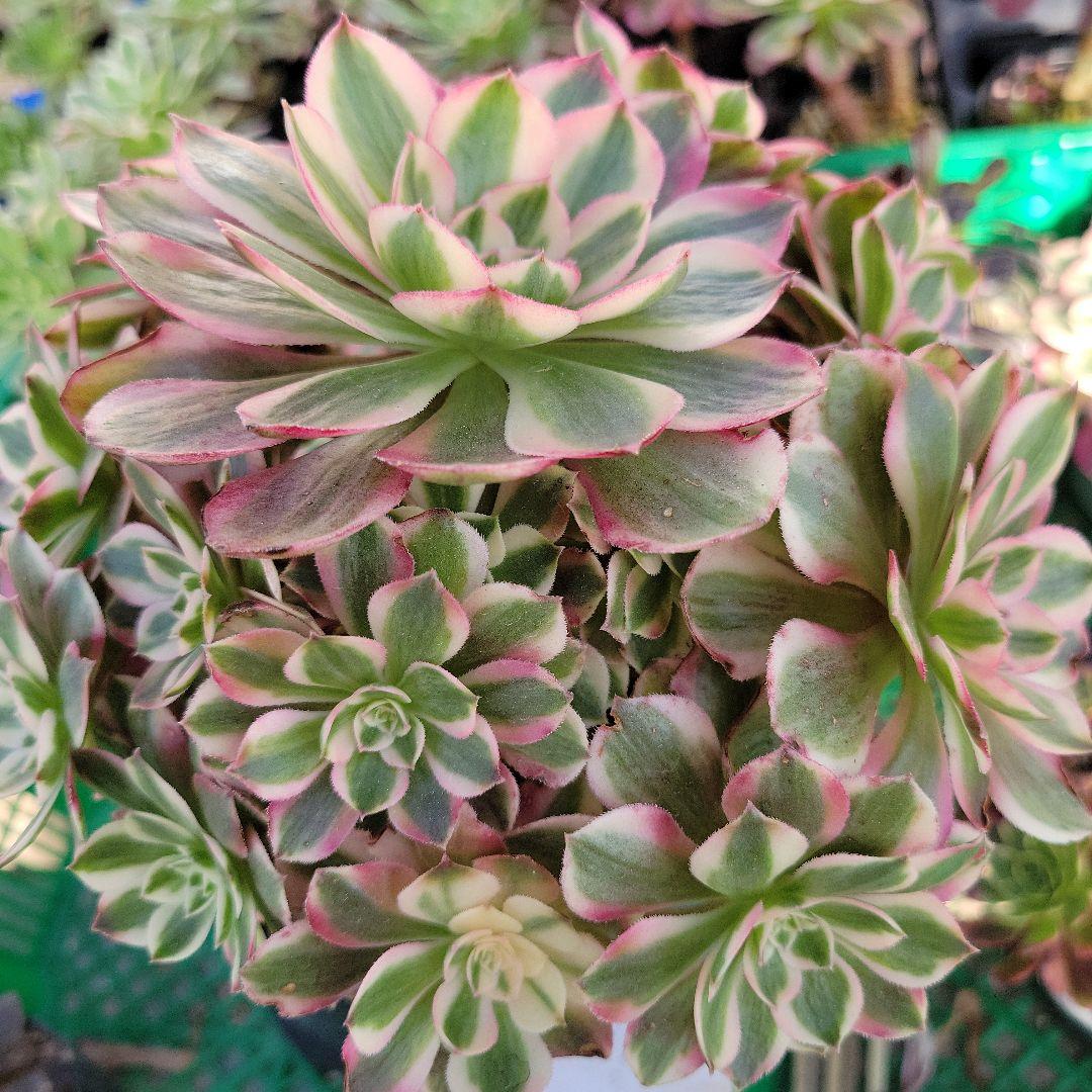 アエオ最新品種　ノブレス錦 BIG王特大群生　抜き苗