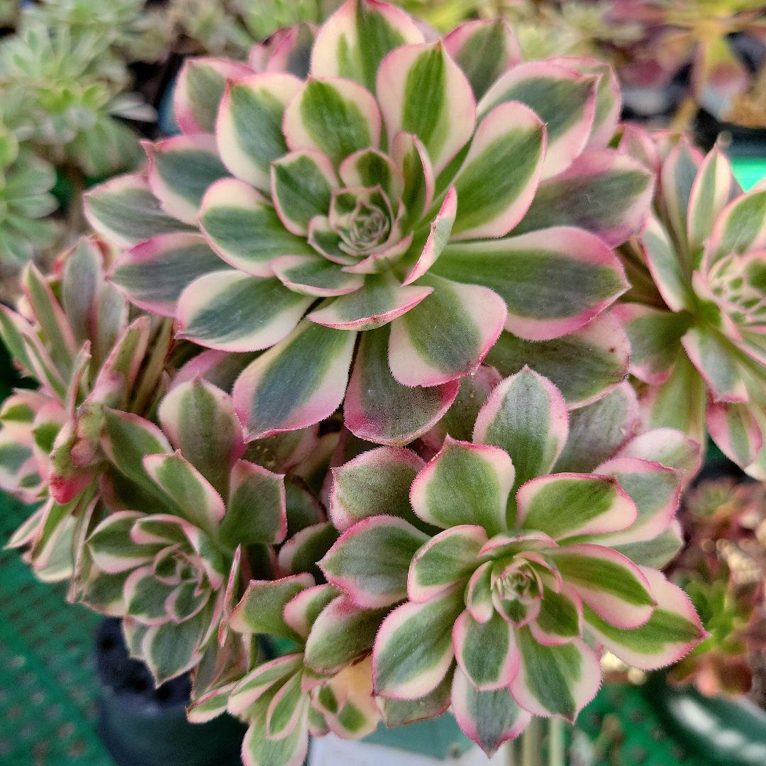 アエオ最新品種　ノブレス錦 BIG王特大群生　抜き苗