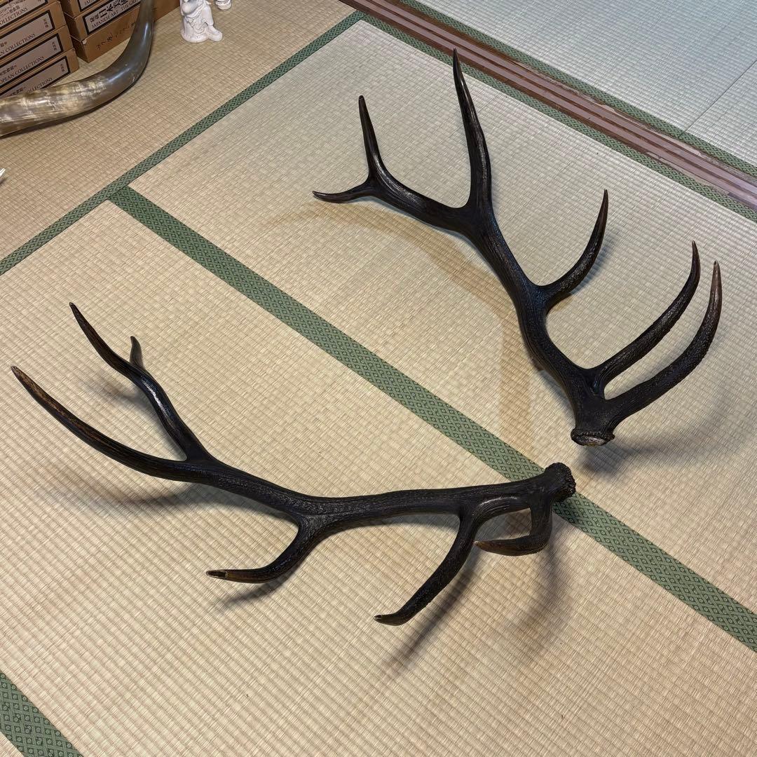 エルク　アカシカ　角　標本