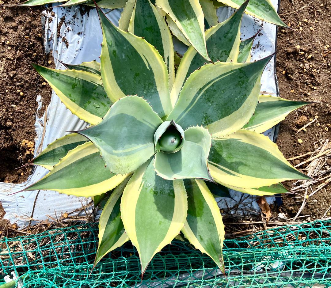 [美大株]オバティフォリア オルカ アガベ