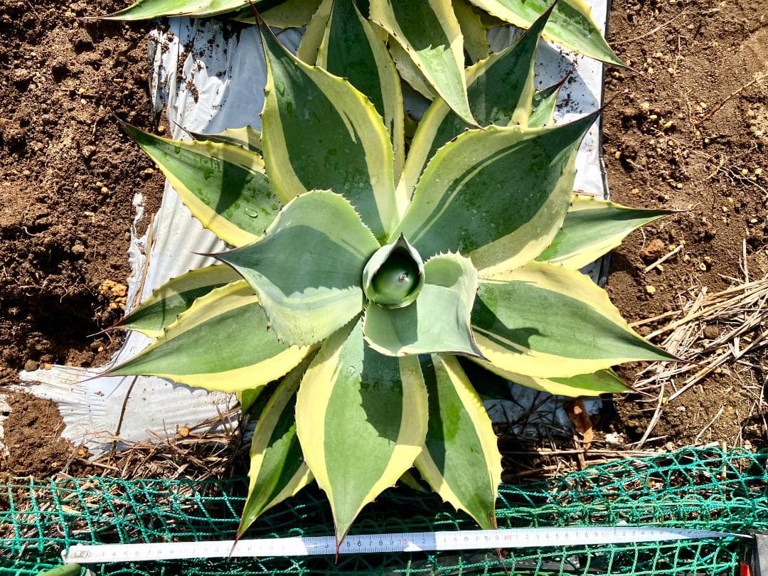 [美大株]オバティフォリア オルカ アガベ