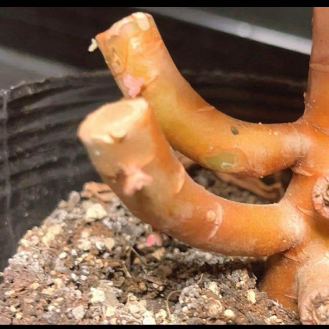 37#多肉植物アエオニウム錦❤️ 女的神❤️11大頭21cm拔き苗！