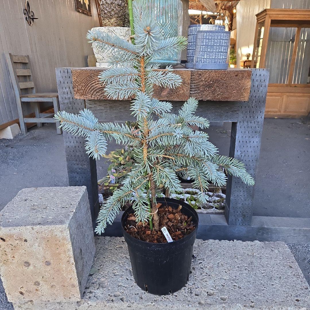 ②　プンゲンストウヒ　ホプシー　8号　最高等級極上品‼️