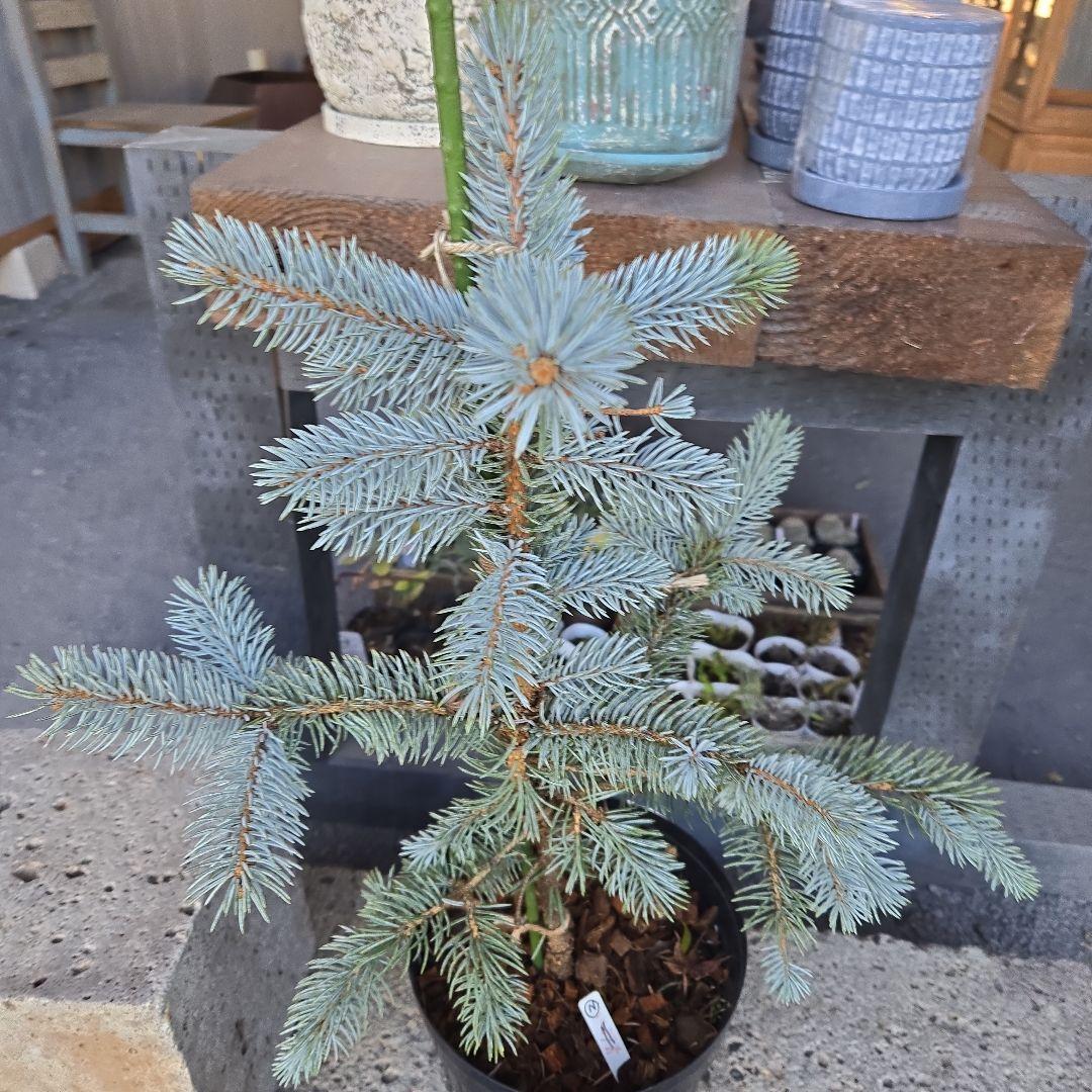 ②　プンゲンストウヒ　ホプシー　8号　最高等級極上品‼️