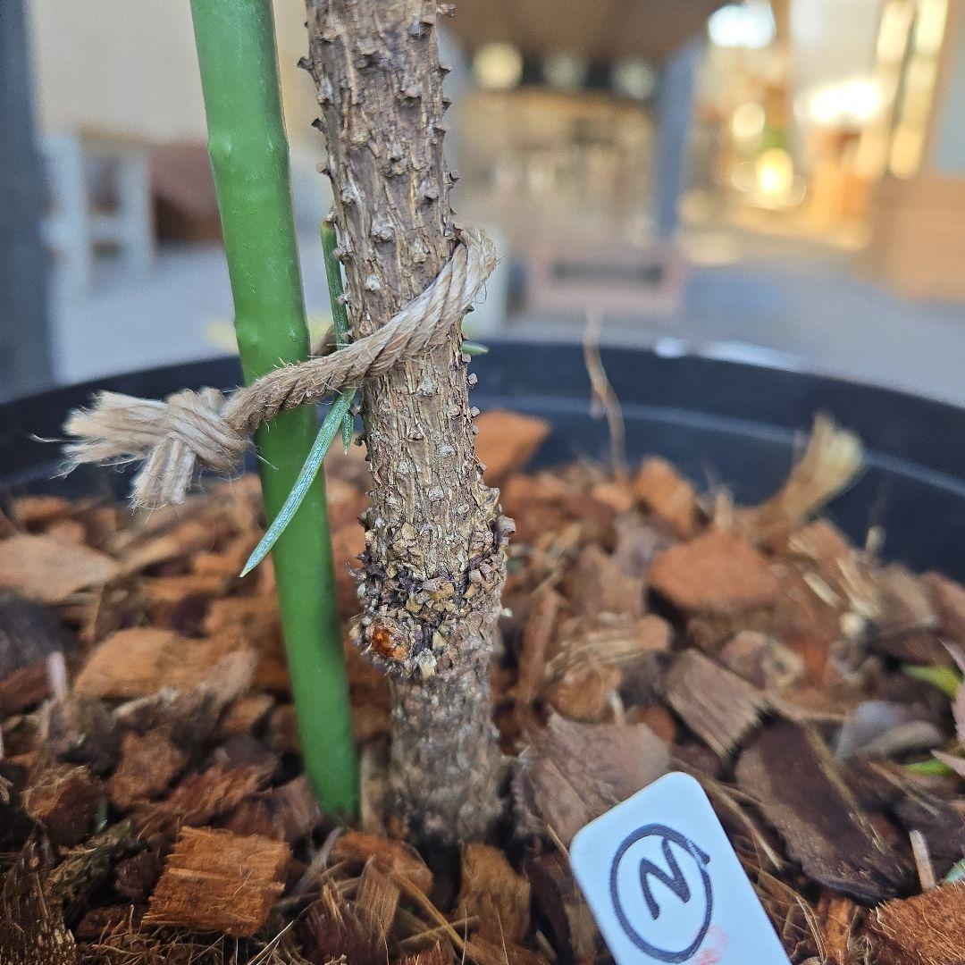 ②　プンゲンストウヒ　ホプシー　8号　最高等級極上品‼️