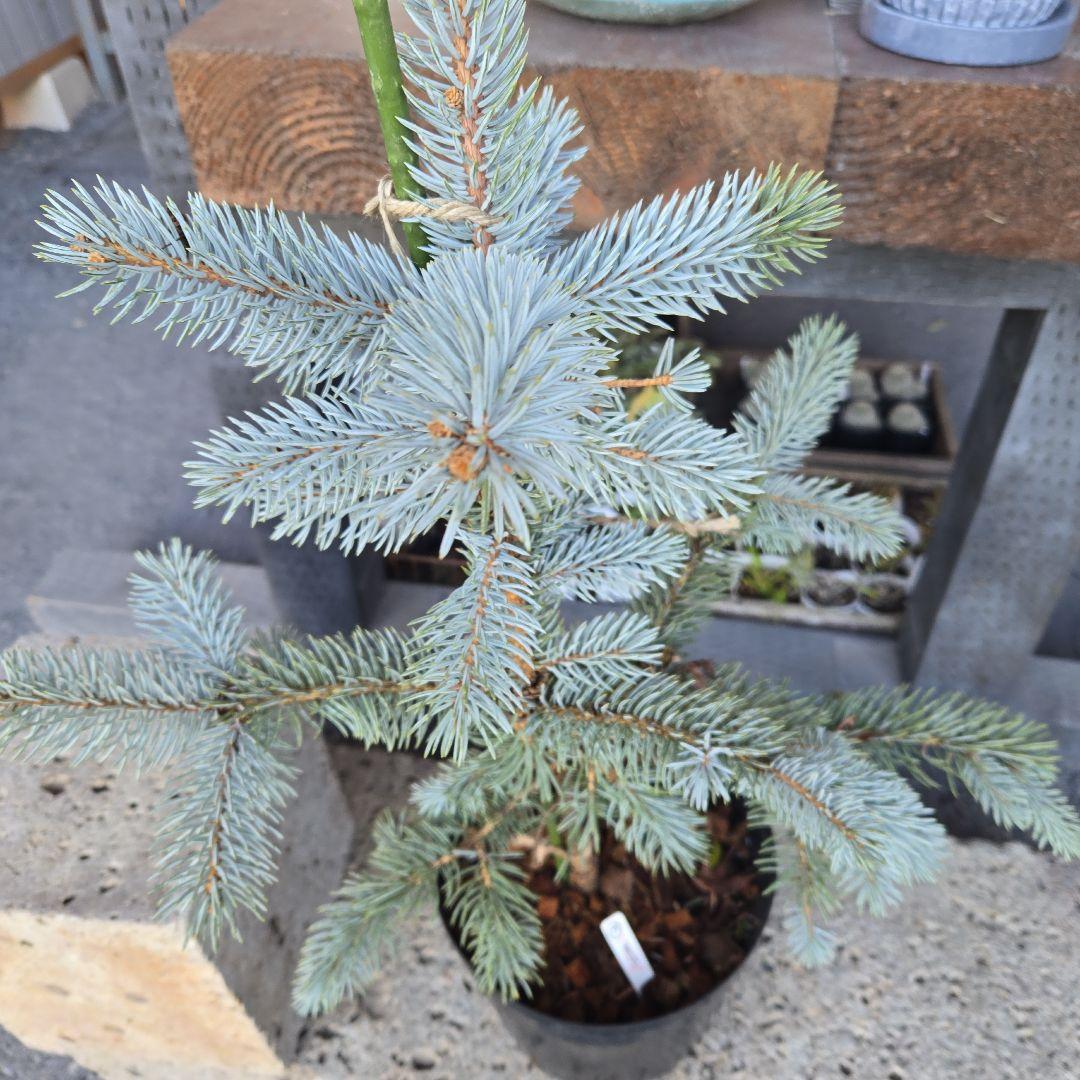 ②　プンゲンストウヒ　ホプシー　8号　最高等級極上品‼️