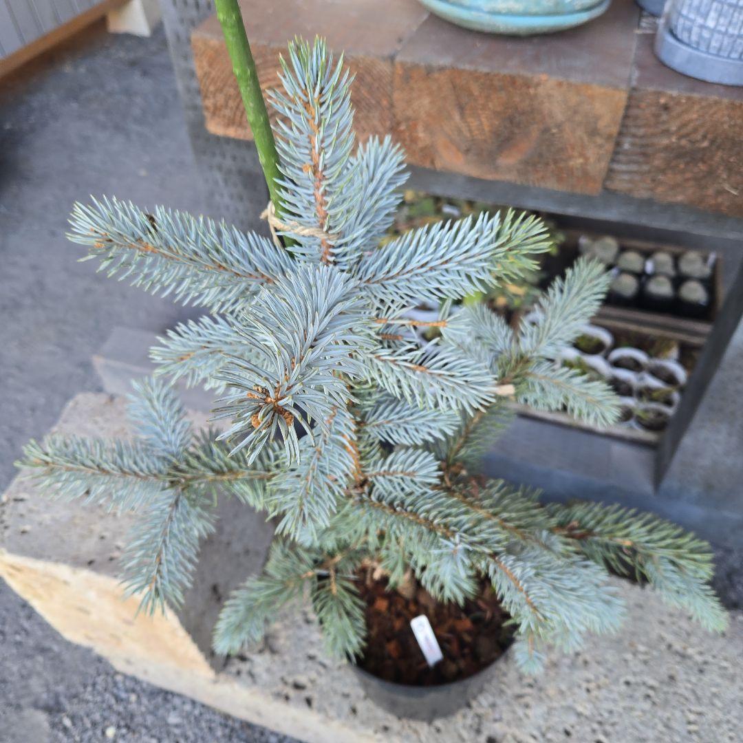 ②　プンゲンストウヒ　ホプシー　8号　最高等級極上品‼️