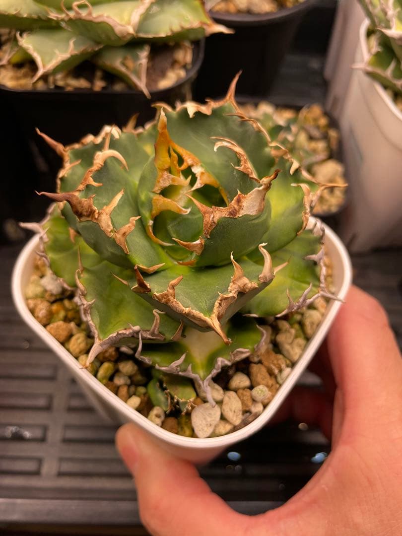 オテロイ実生　選抜　斑入り