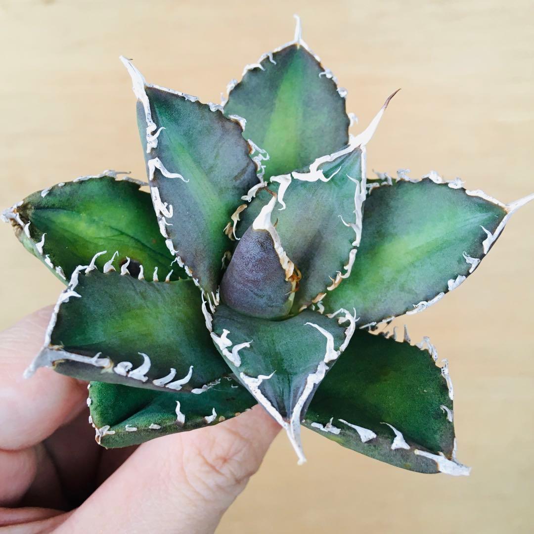 【稀少】2 巨歯鮫 巨歯鯊 メガロドン TC株 特選 アガベ チタノタ