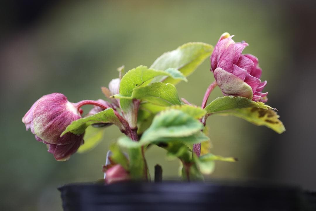 クリスマスローズ 開花株 DD小輪ソレイユhyb