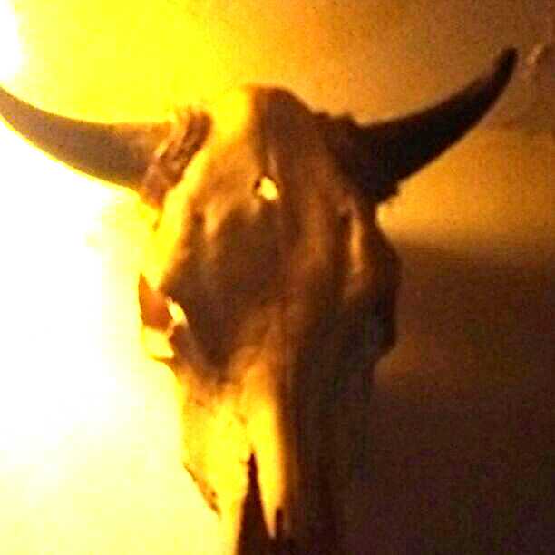 ☆バッファロースカル バイソン壁掛け