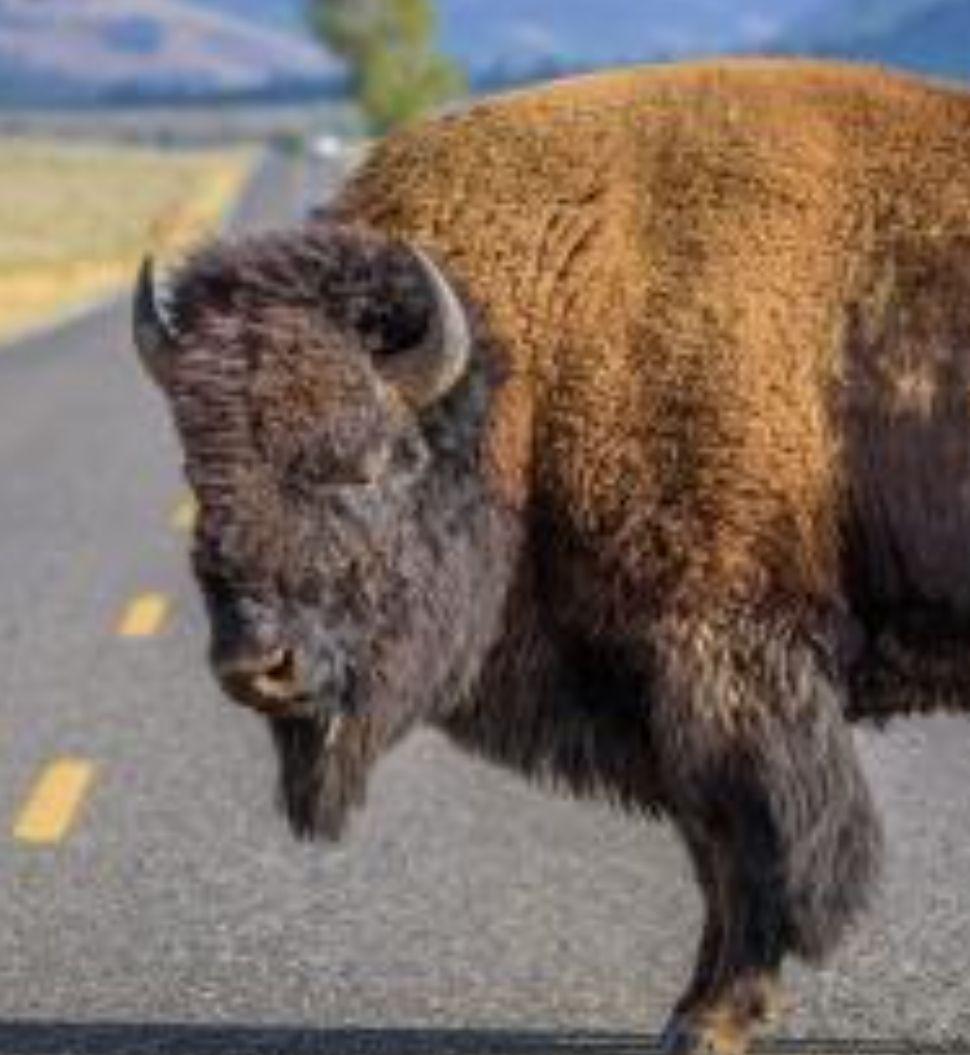 ☆バッファロースカル バイソン壁掛け