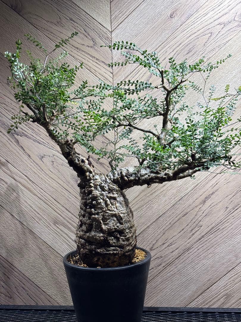 専用商品　k-styleさん