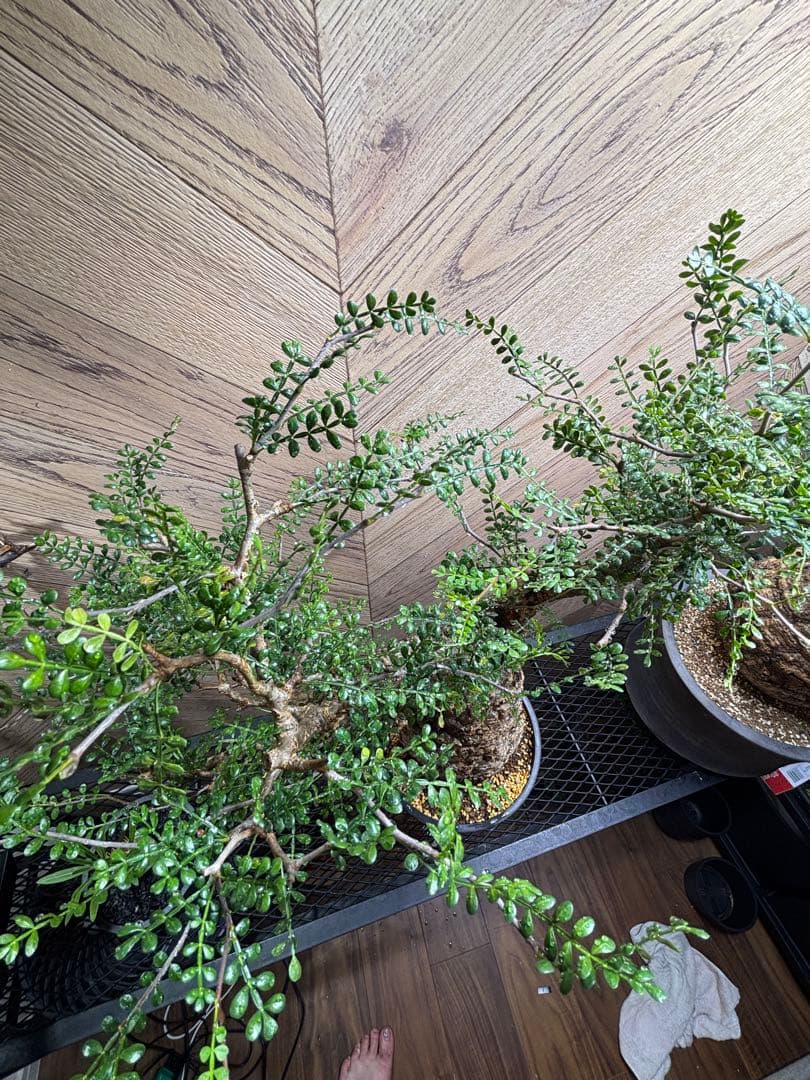 専用商品　k-styleさん