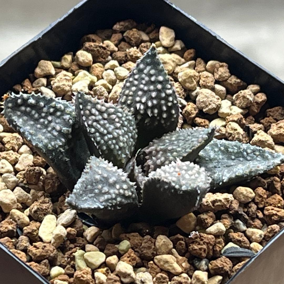 ハオルチア 狼牙