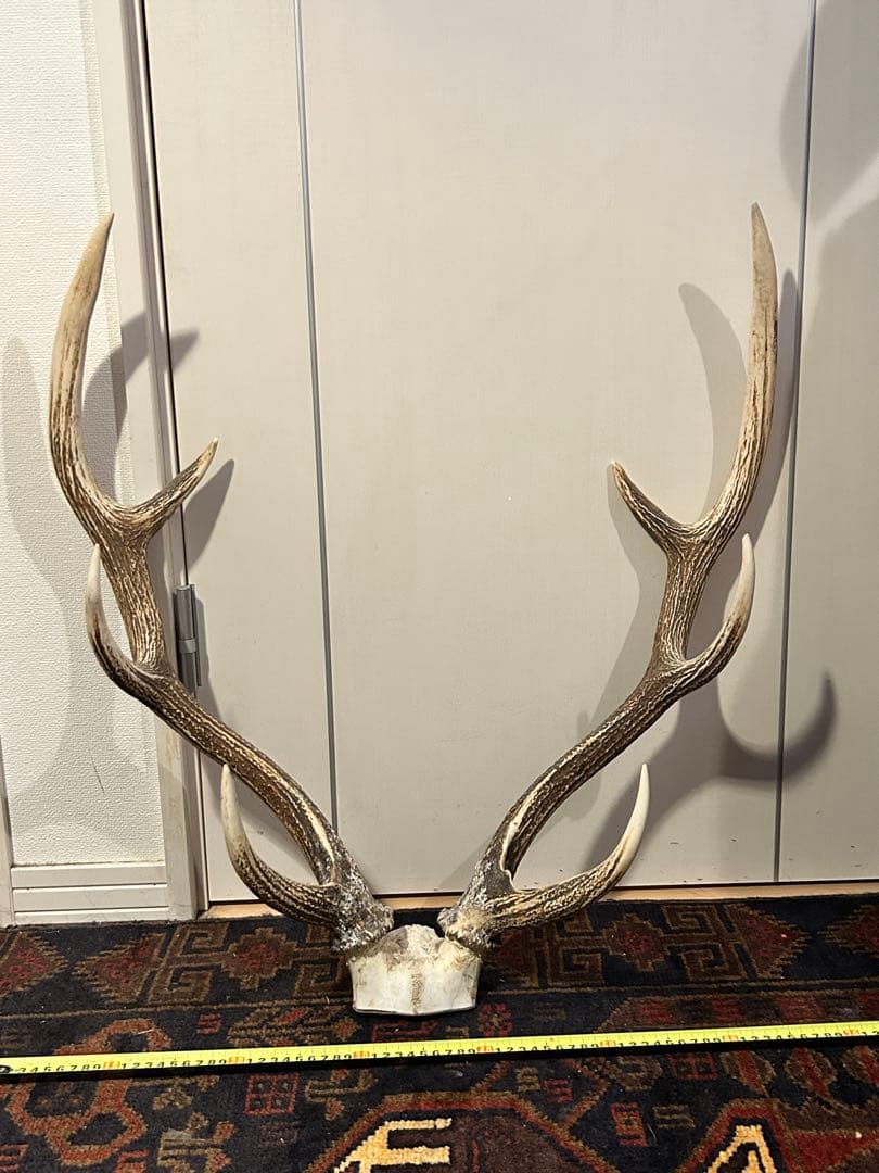鹿　頭骨 角付き インテリア　引き取り希望です