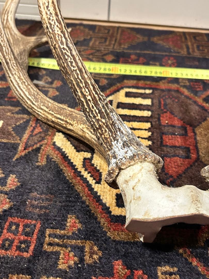 鹿　頭骨 角付き インテリア　引き取り希望です