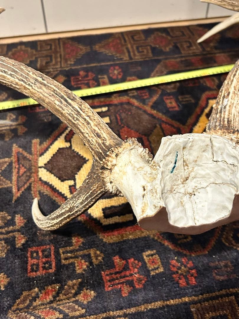 鹿　頭骨 角付き インテリア　引き取り希望です