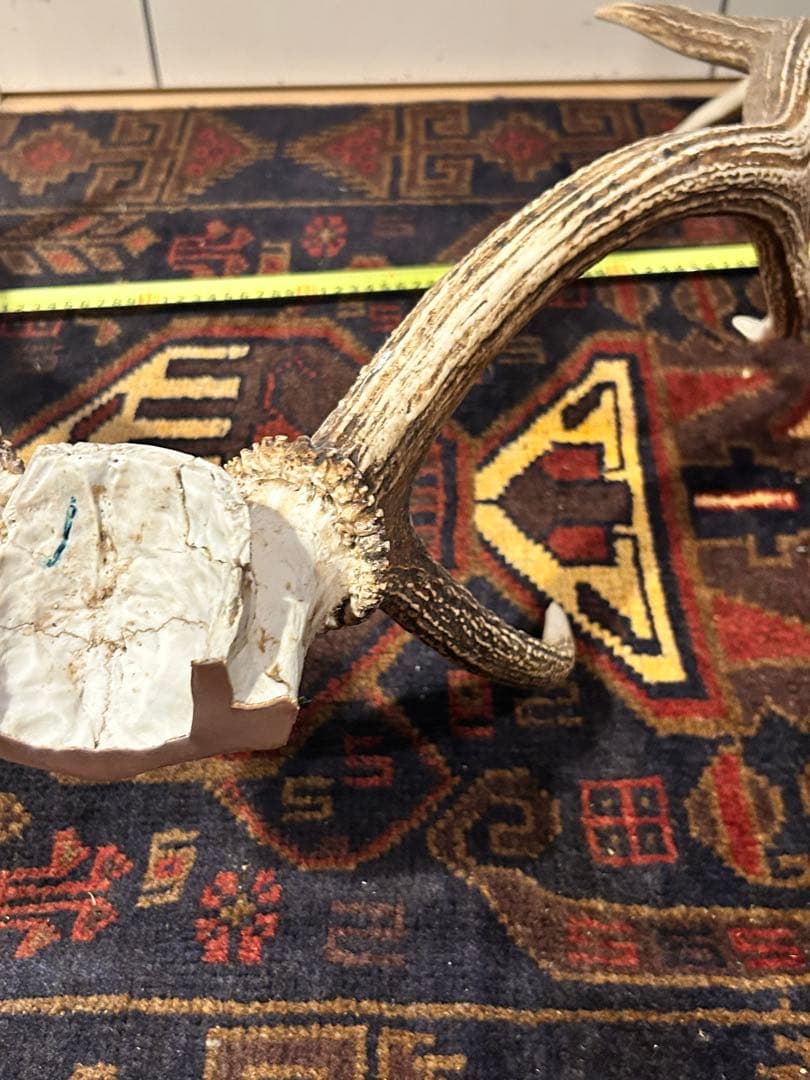 鹿　頭骨 角付き インテリア　引き取り希望です