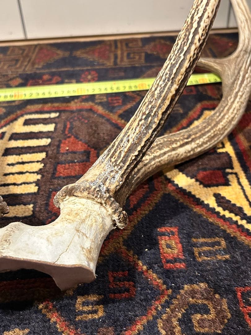 鹿　頭骨 角付き インテリア　引き取り希望です