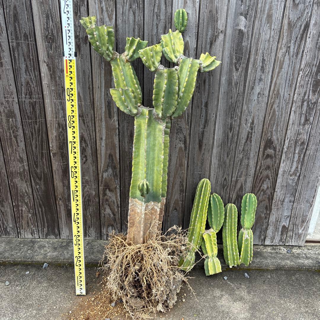 売り切越冬済　シンボルツリーにどうぞ　柱サボテン　鬼面角　ドライガーデン　金鯱