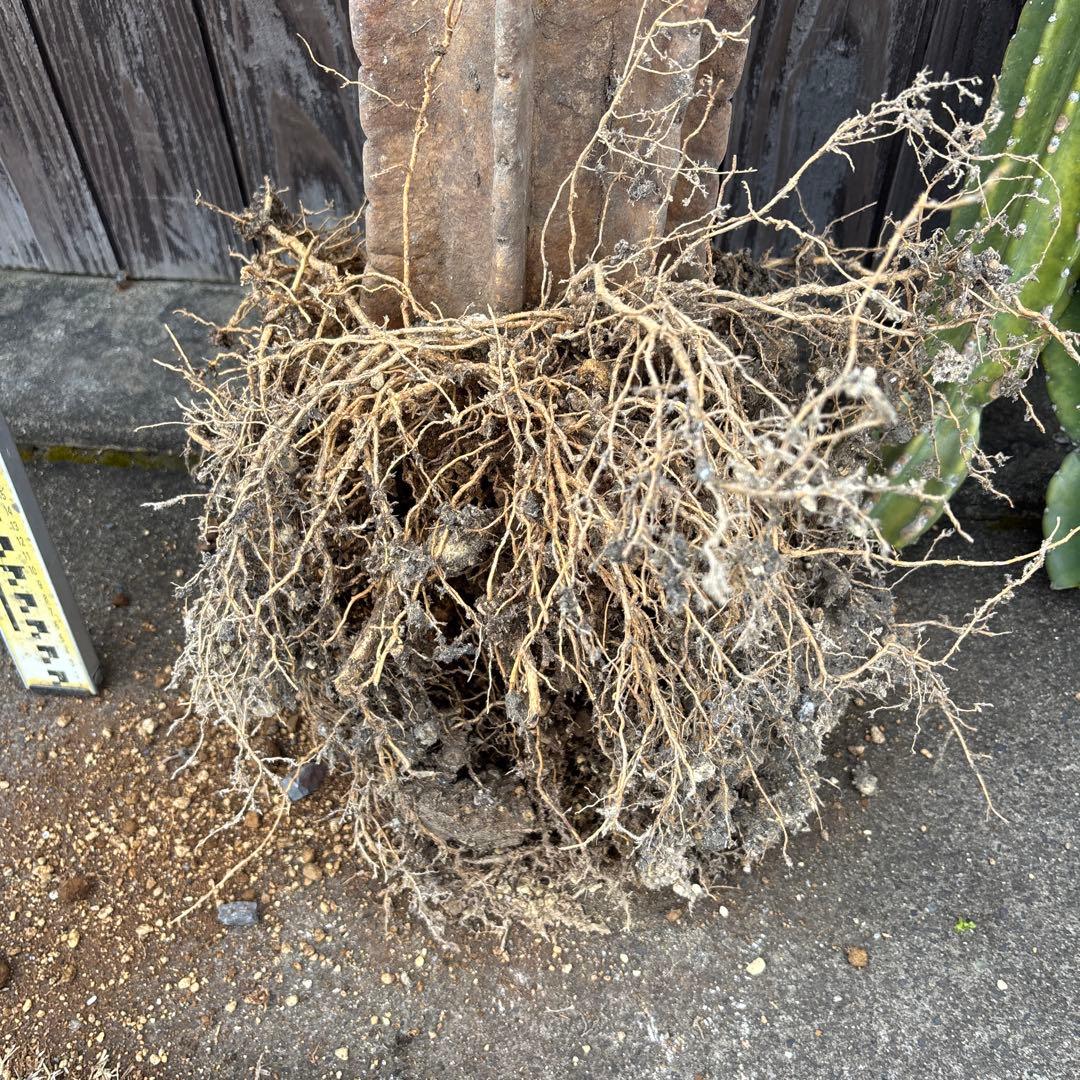 売り切越冬済　シンボルツリーにどうぞ　柱サボテン　鬼面角　ドライガーデン　金鯱