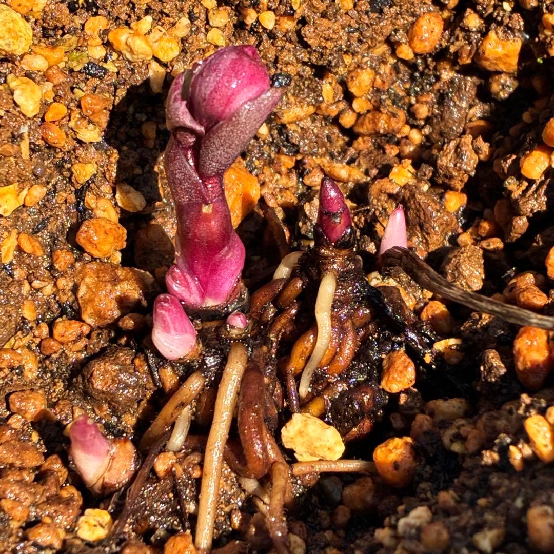 s*い様 ☘️蕾付き☘️沢山新芽3387⭐️BELCHERI⭐️PINK ICE