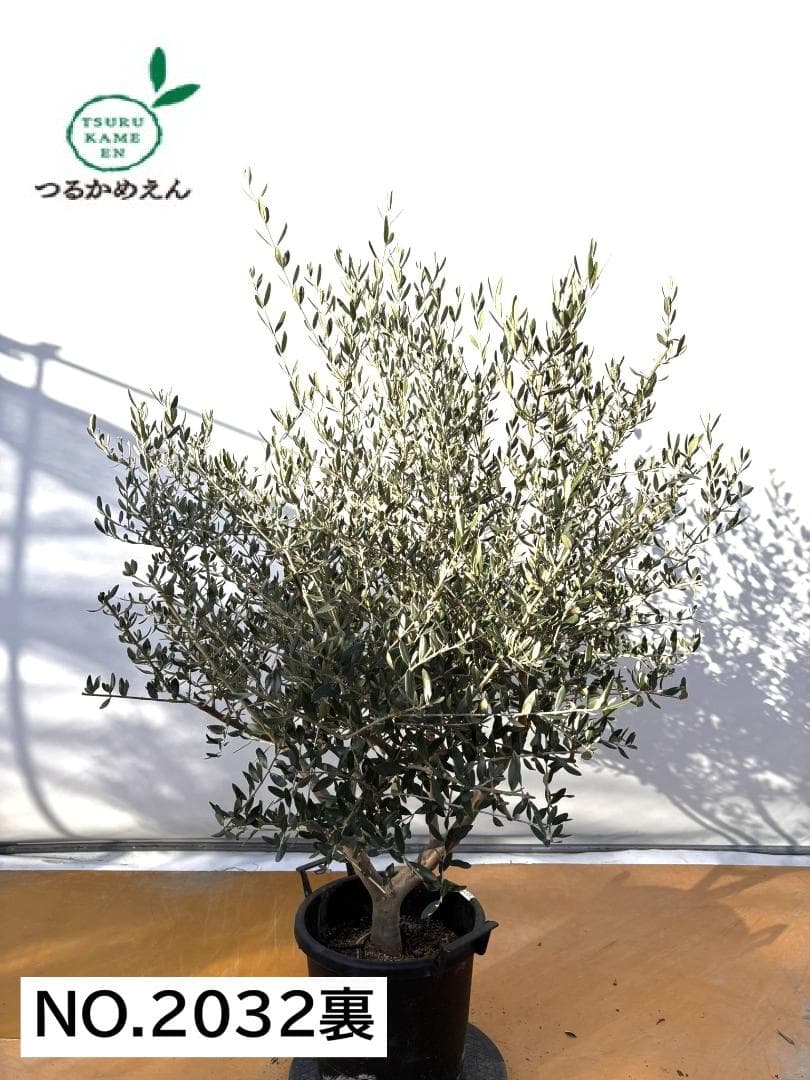 オリーブの木　コレッジョラ　約160cm　NO.2032　大型　現品掲載
