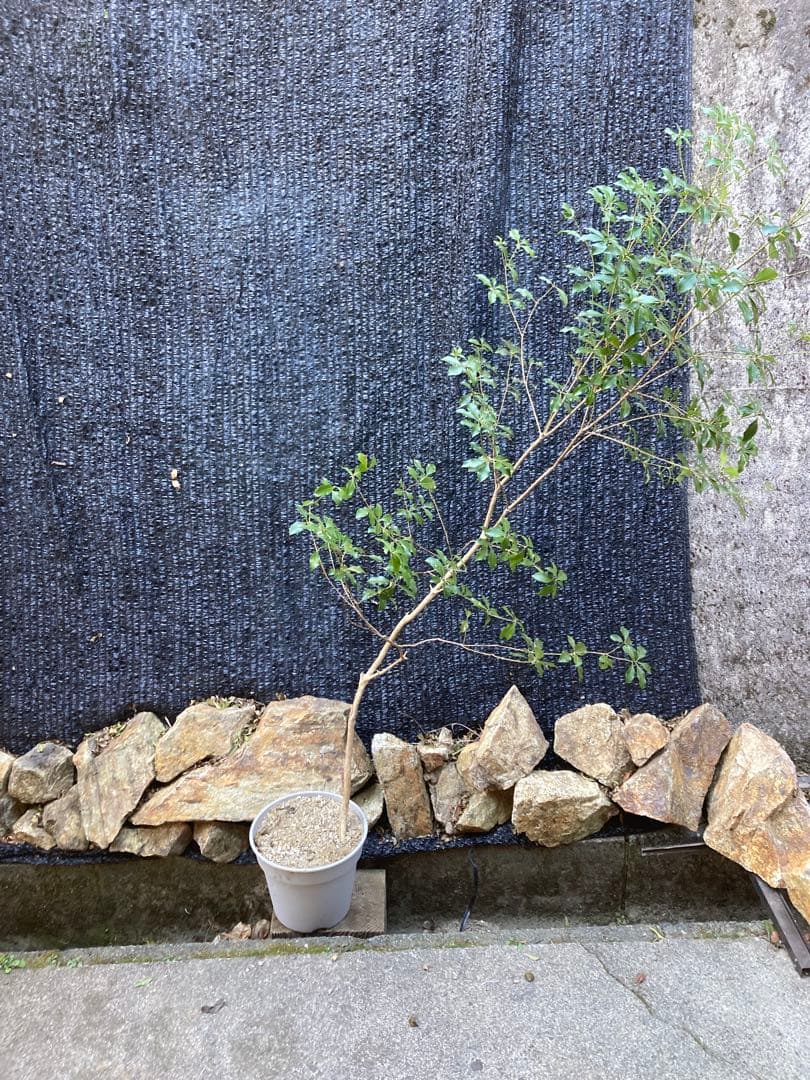 山採り　アセビ　馬酔木　約160センチ