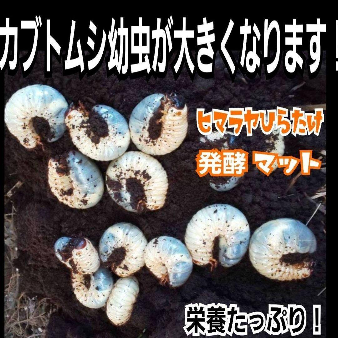 たっぷり100リットル　カブトムシ幼虫が大きくなる！発酵マット　雑虫がわかない