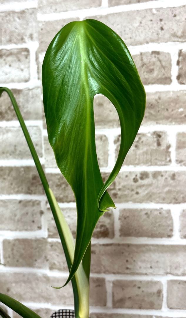 モンステラ バールマルクスフレーム ディラセラータ1