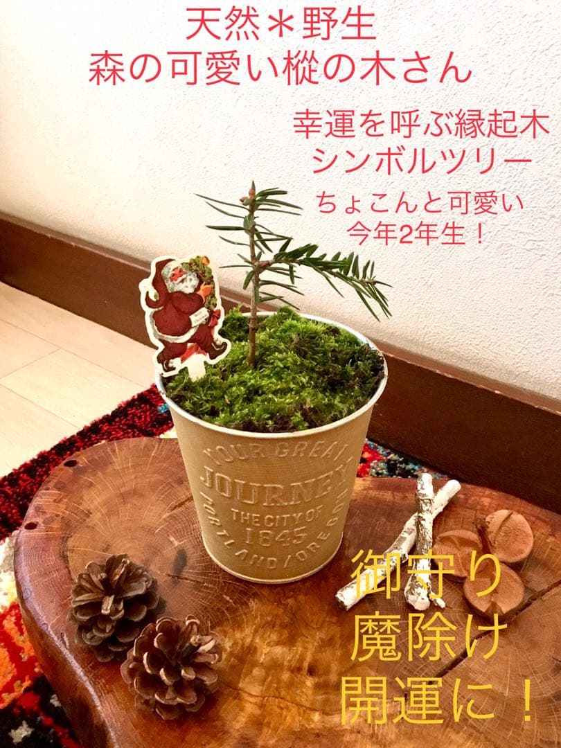 天然野生の可愛い森の樅の木さん【もみの木＊モミの木＊クリスマスツリー】