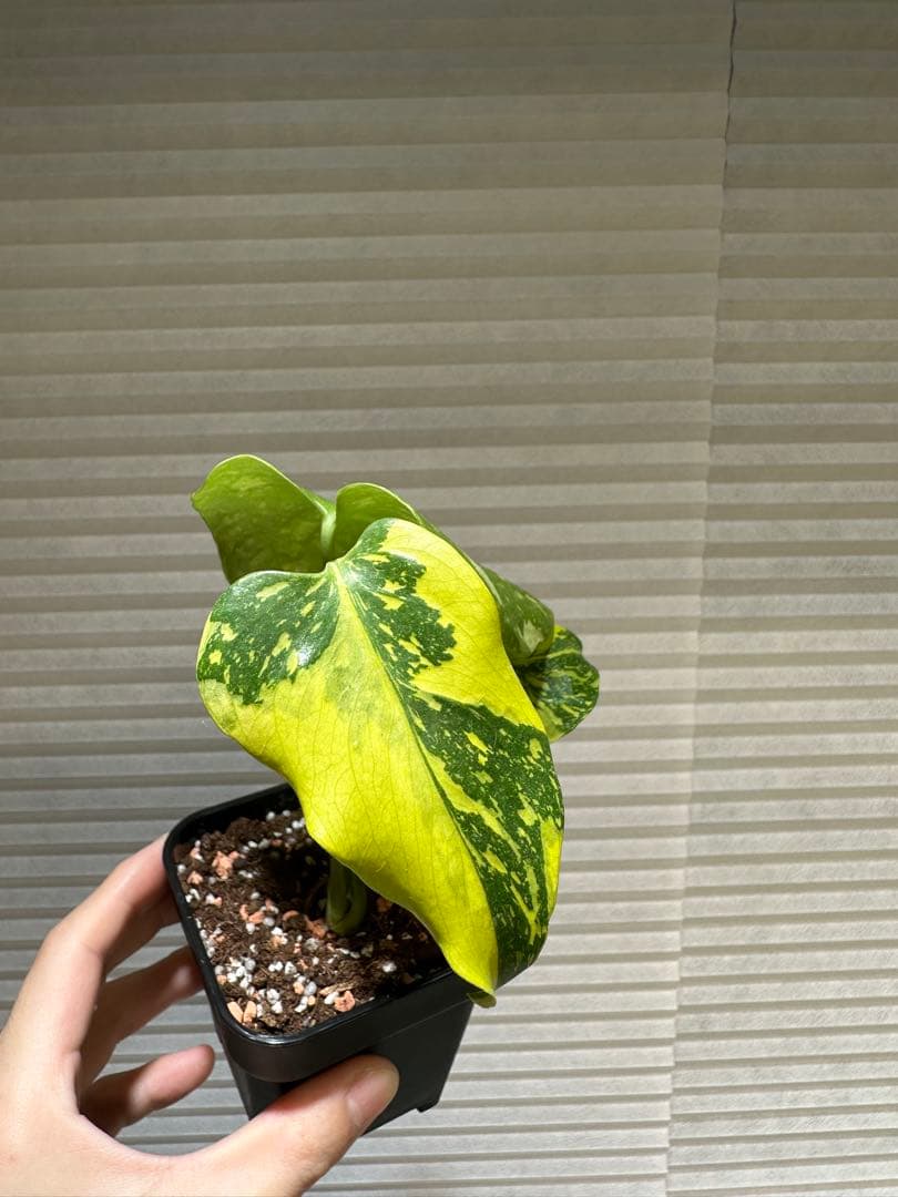 モンステラ・エレクトロライト Monstera Electro Light