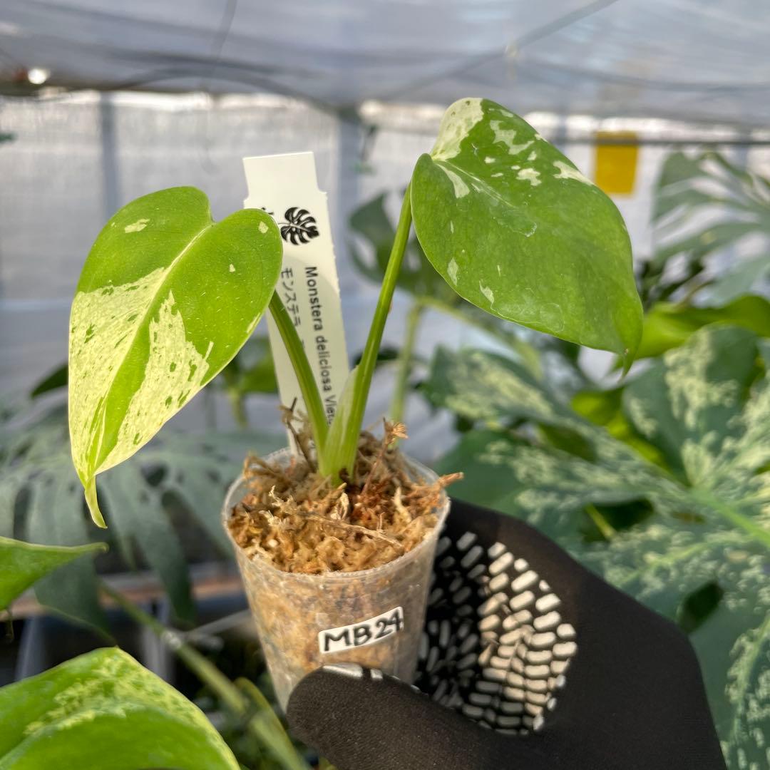 MB24モンステラ　デリシオーサ　ベトシオーサ　2寸ポリポット　ネコポス発送