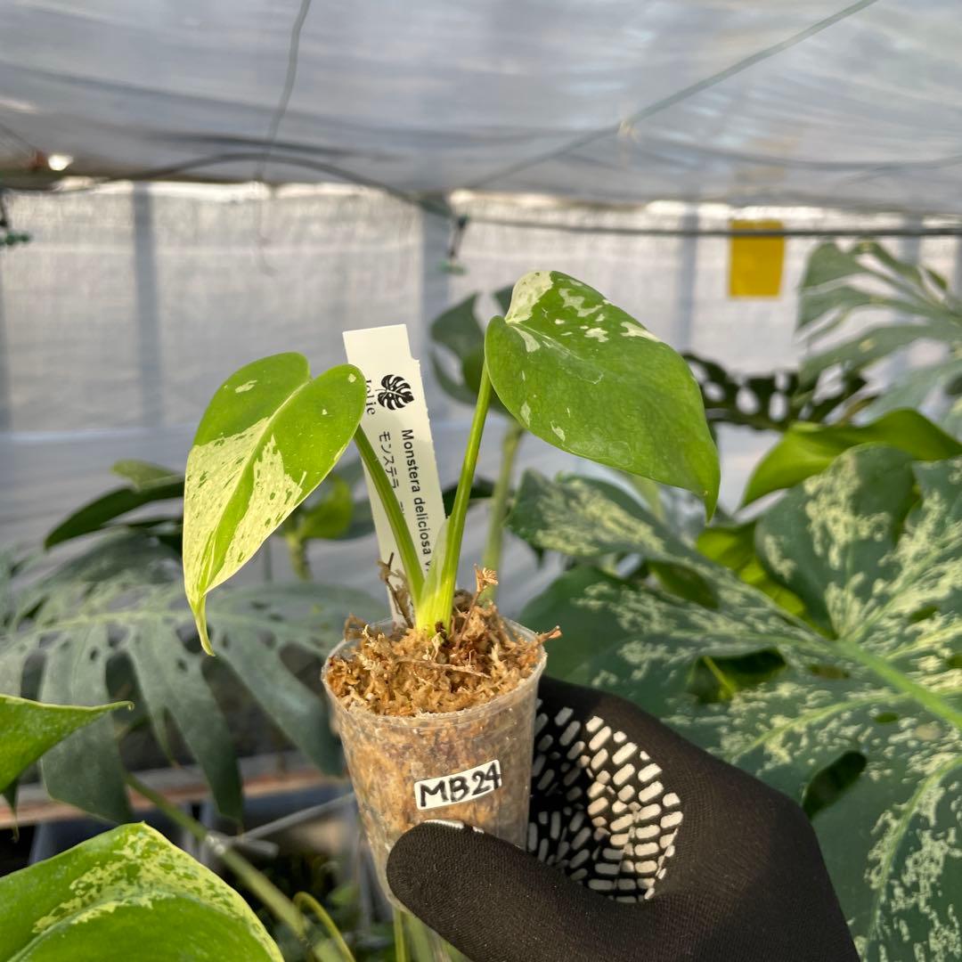 MB24モンステラ　デリシオーサ　ベトシオーサ　2寸ポリポット　ネコポス発送
